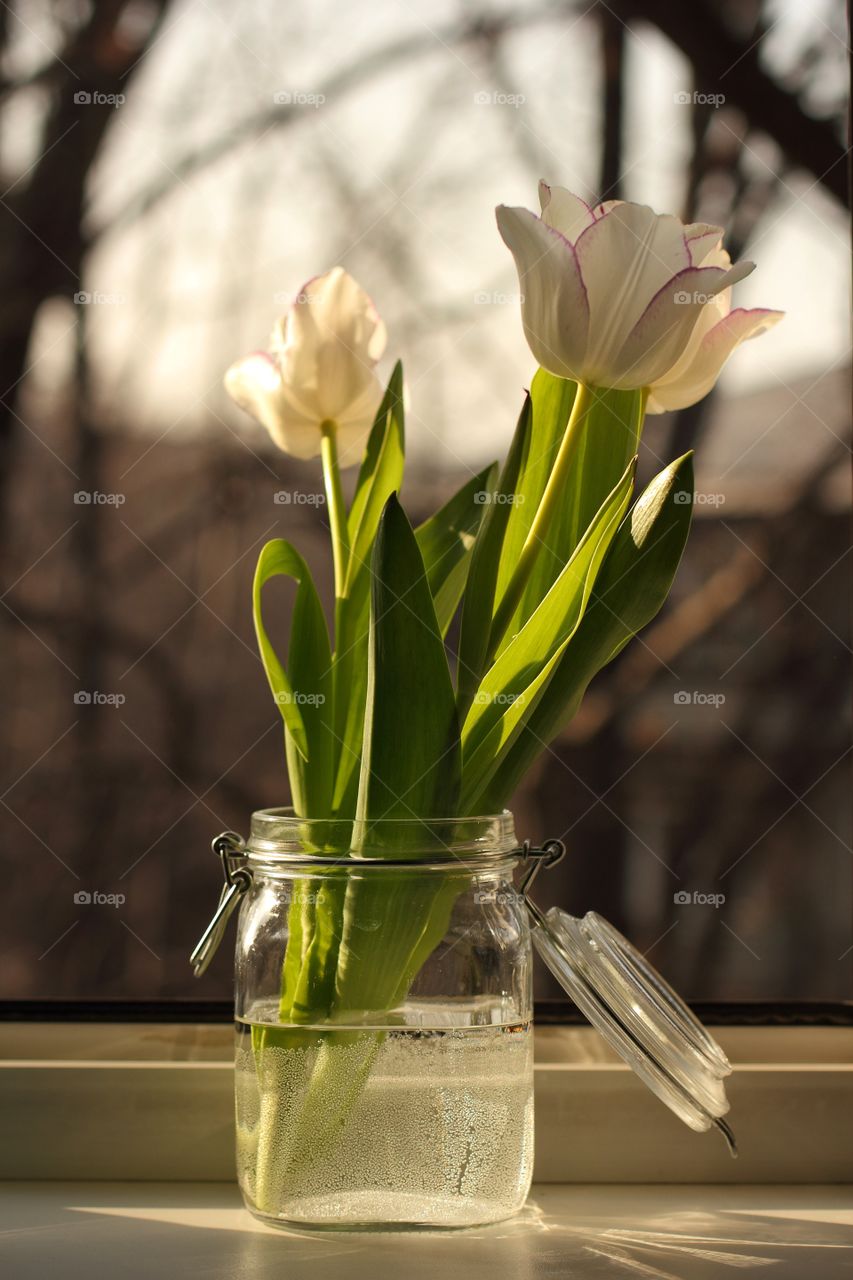 Spring tulips in a glass jar on a windowsill near open windows