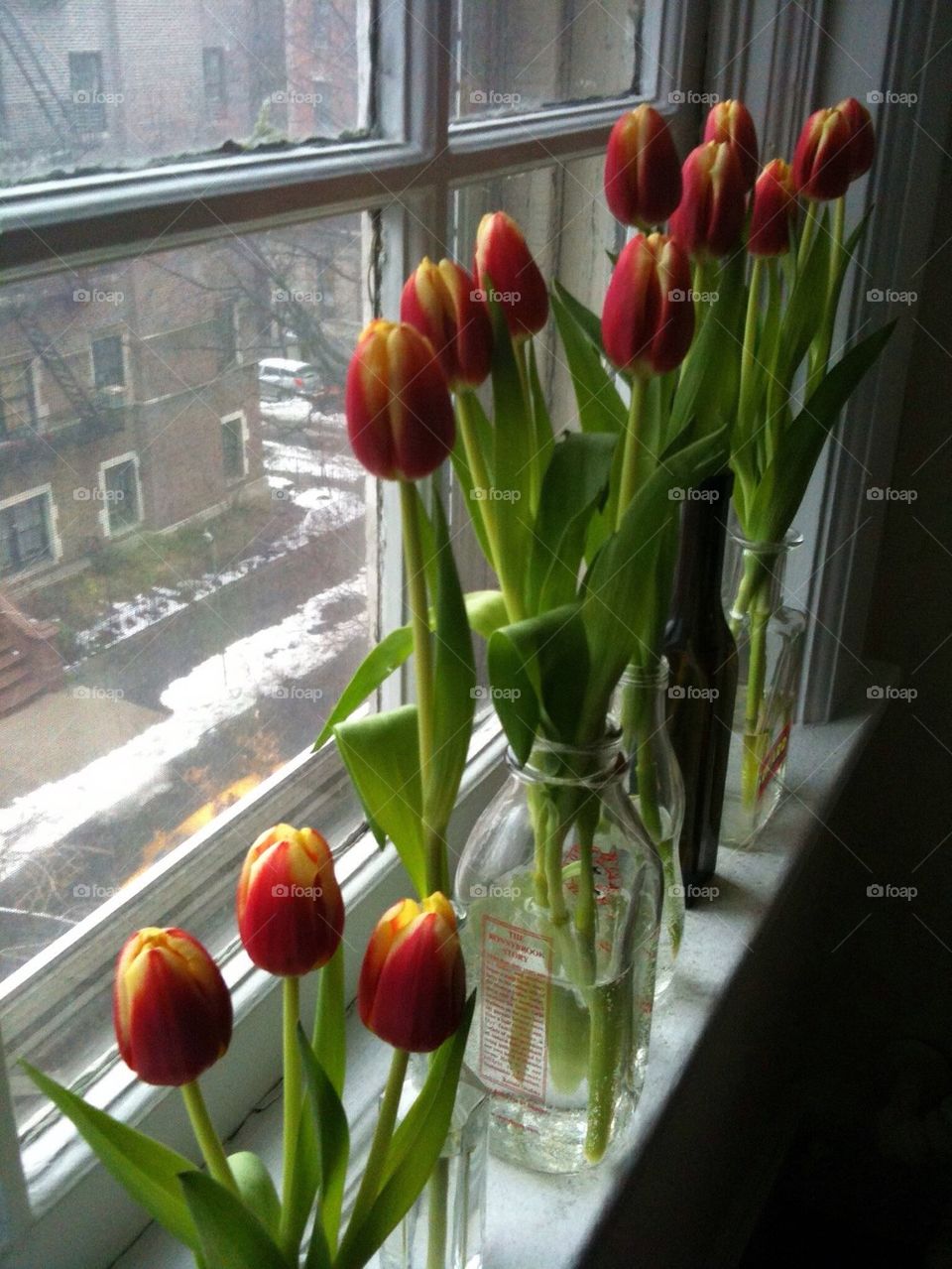 Tulips waiting for spring