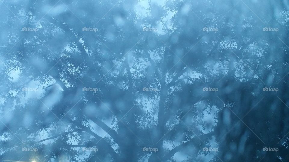 Rainy day tree. Just arrived at work and took this picture of a tree through my rainy, foggy window.