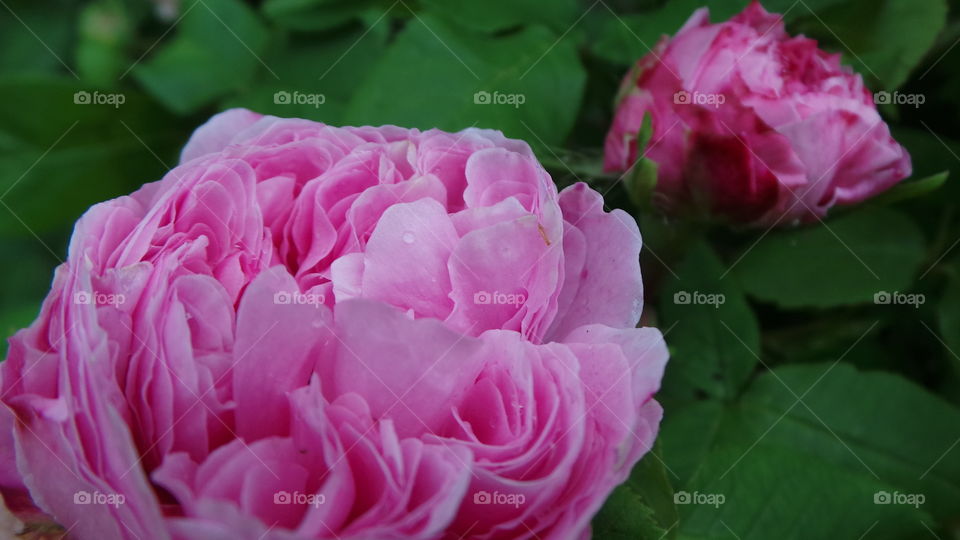 Pink Roses
The Meaning Of The Color Of Roses
Happiness, Elegance, Romance, Admiration, Sweetness, Thank You
Ranging from a subtle hint of color to deep and bright, pink roses have come to mean joy, happiness, gratitude and admiration. They’re often seen in bridal arrangements, thank you or congratulations bouquets. Considering the word “rose” brings to mind the faint blush of a fair maiden’s cheeks, it’s not surprising these blooms are a favorite to give and receive.
There are many different variations of pink, from a pale blush to a gentle medium pink to a vibrant pink, each having its own meaning and implication. The palest pink roses are a sign of gentleness, joy and grace. Bridal Pink is a perfect pale pink floribunda rose that is long lasting and offers a spicy scent. The light to medium pink roses can show sympathy or admiration. Lady Diana is a beautiful light pink rose perfect for either emotion. Deep pink roses, such as Laser and Diplomat are perfect choices to show someone how grateful you are to have them in your life.