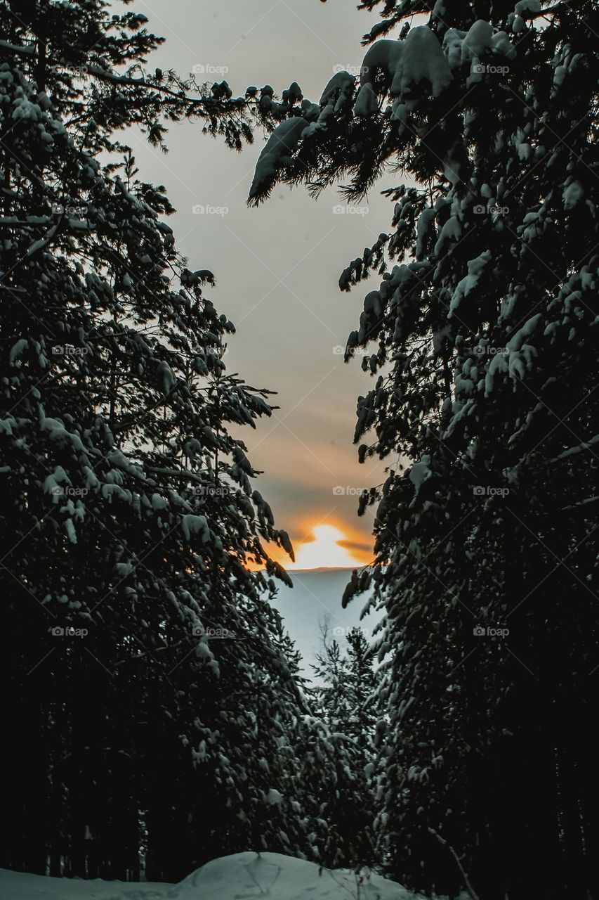 Sunset in the forest