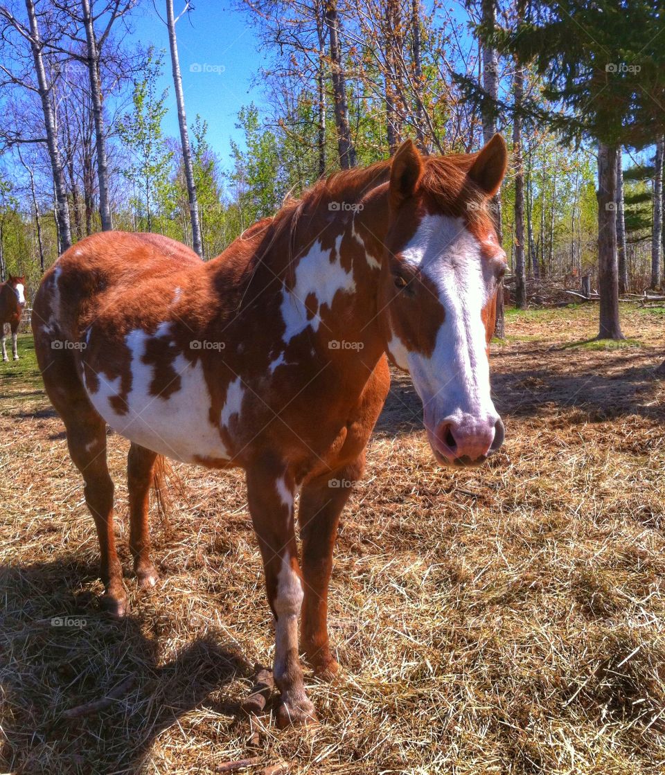 Pretty paint. Paint horse