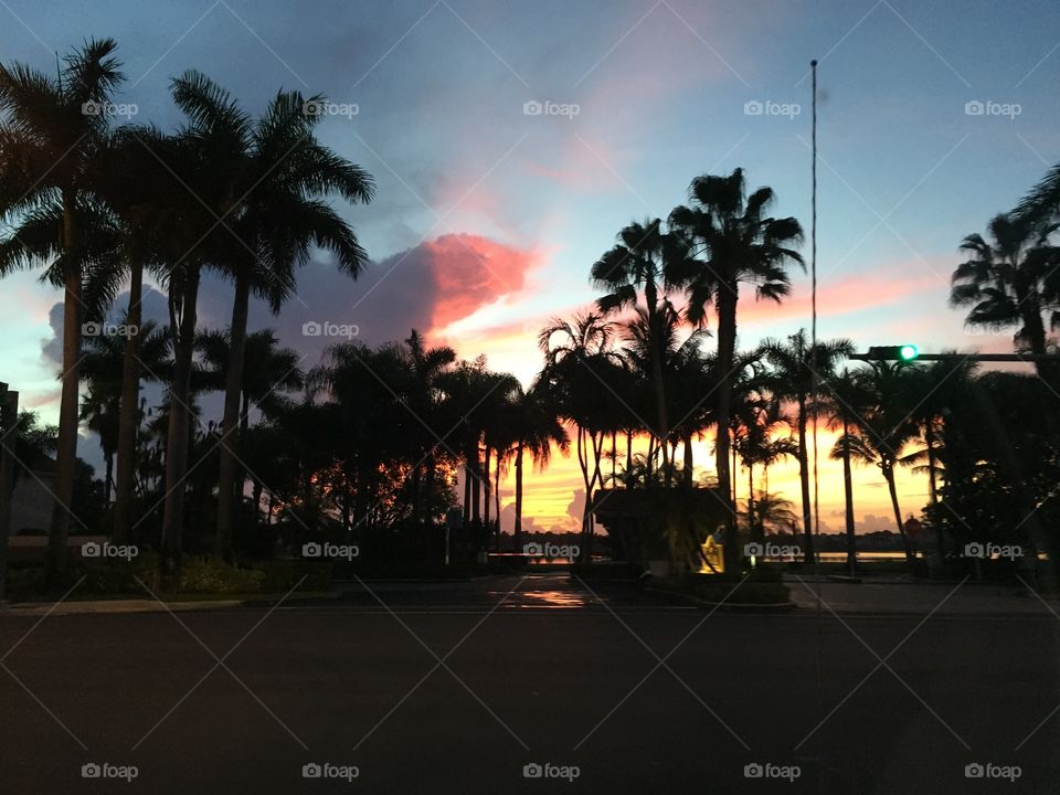 Palm, Beach, Tree, Sunset, Tropical
