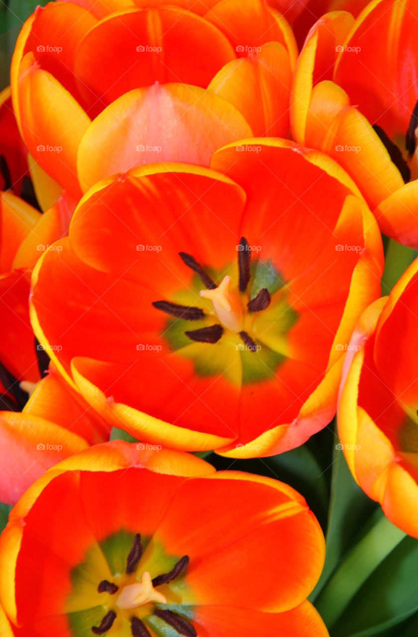 High angle view of orange flower