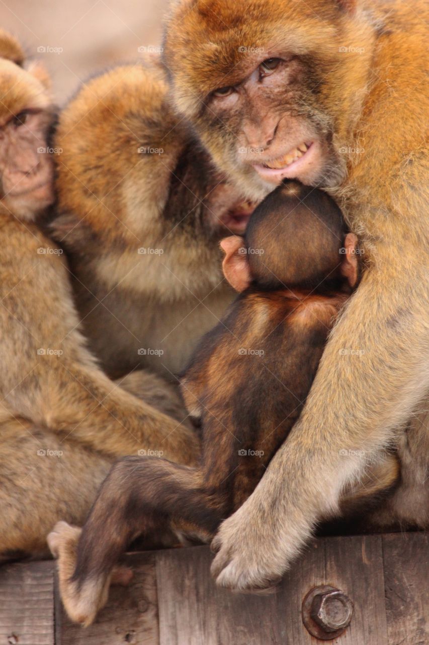 monkey family