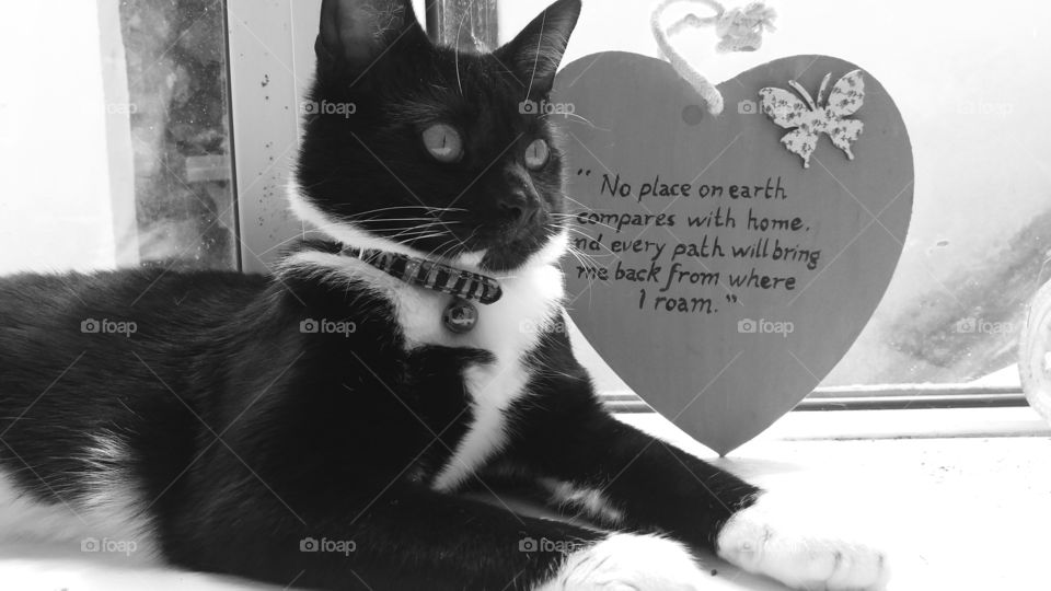 Tuxedo cat, beautiful quotation.