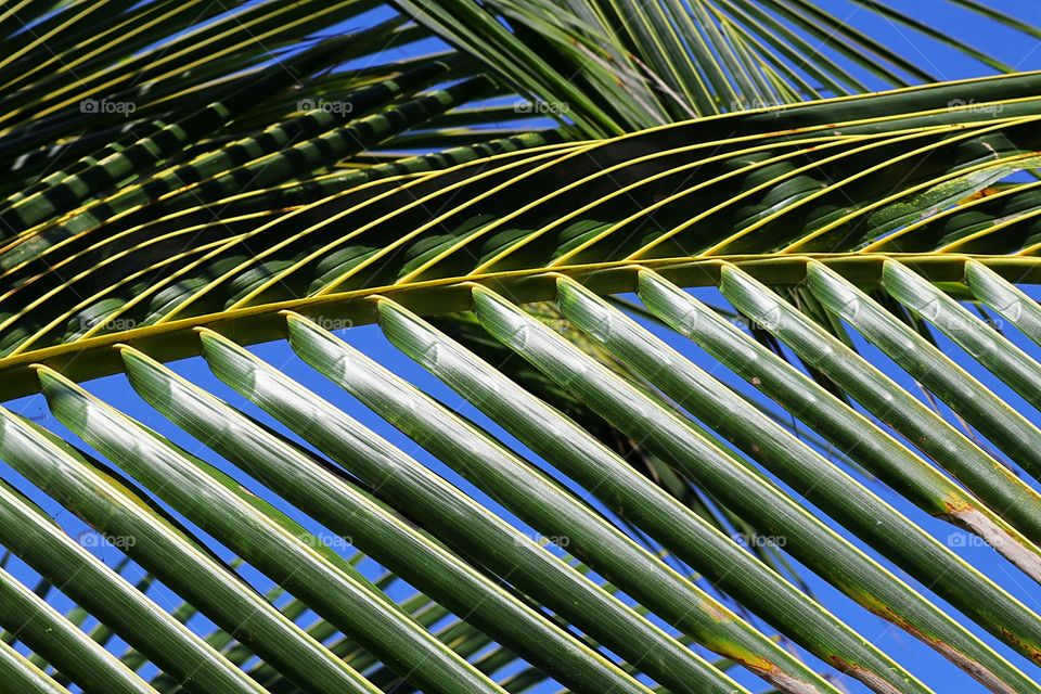 green palms up close with light reflecting off of it