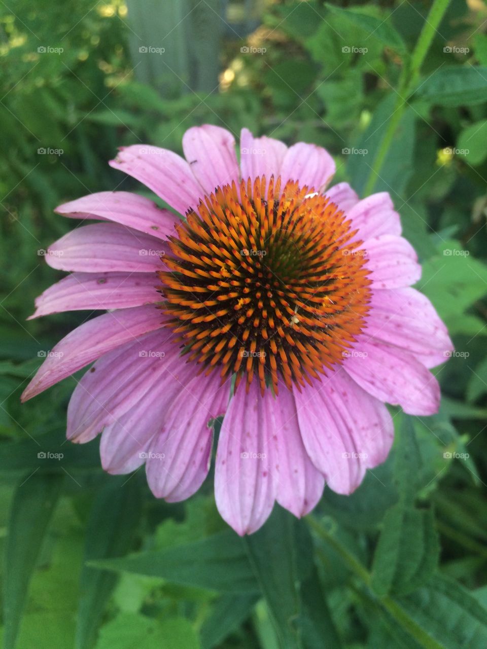 Echinacea Plant