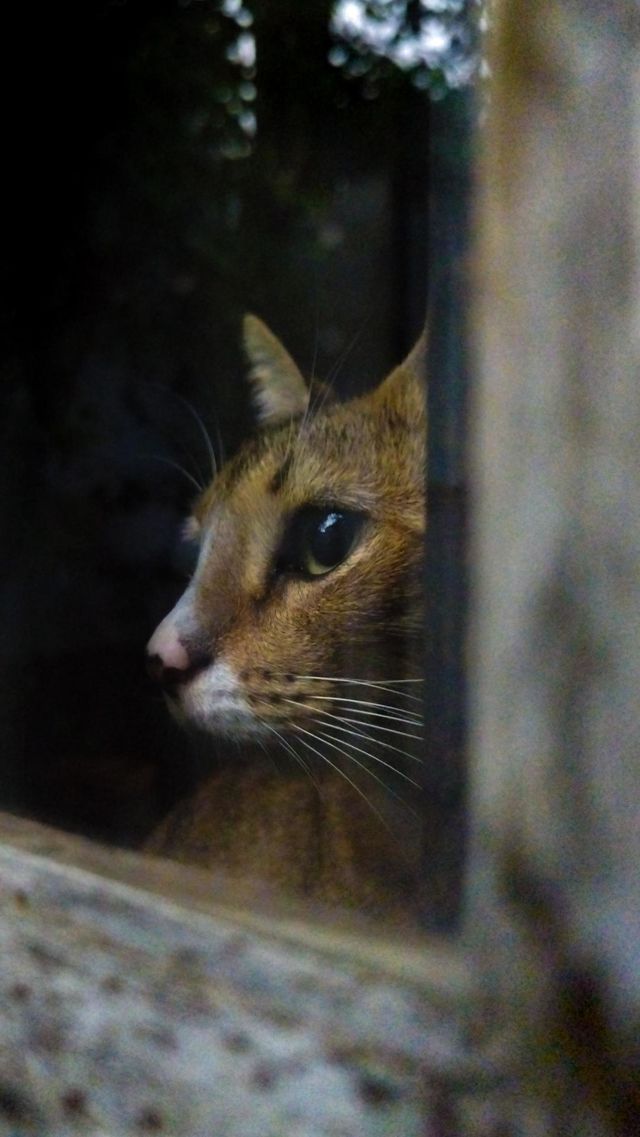 rain 🌧️ day cat moment