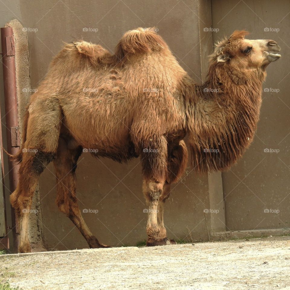 Camel