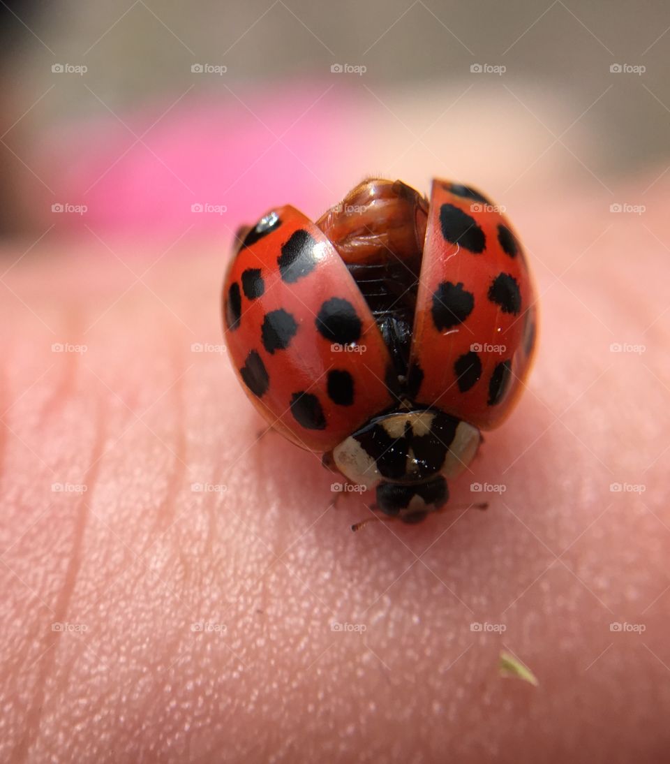 Ladybug on human hand