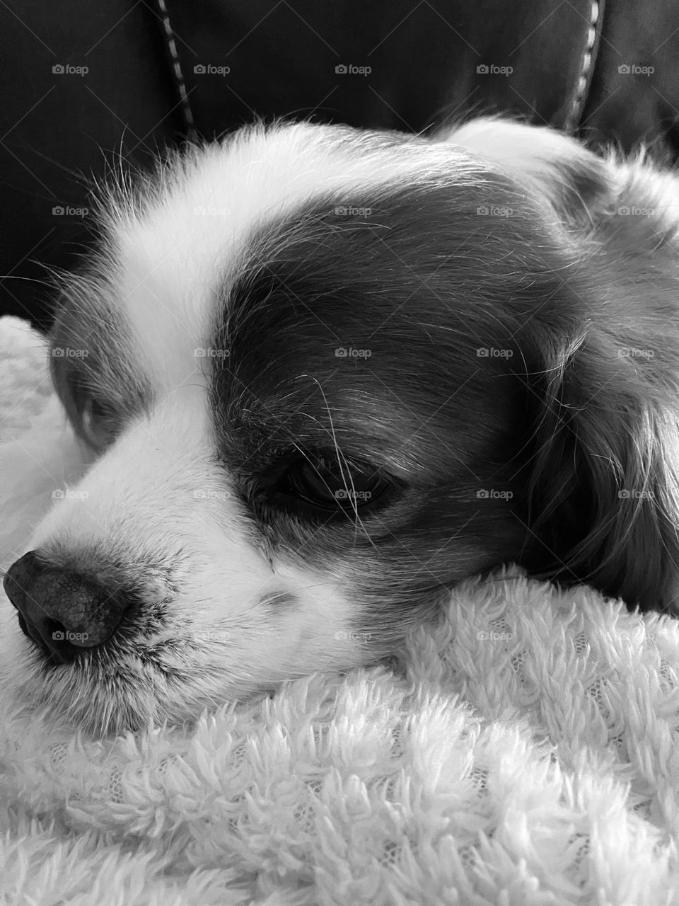 A lazy afternoon. My cute cavalier King Charles, chilling out with his favourite blanket. Looking relaxed and thoughtful…