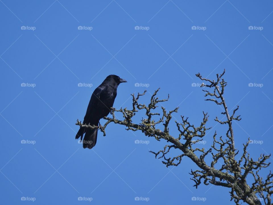 Common raven against sky