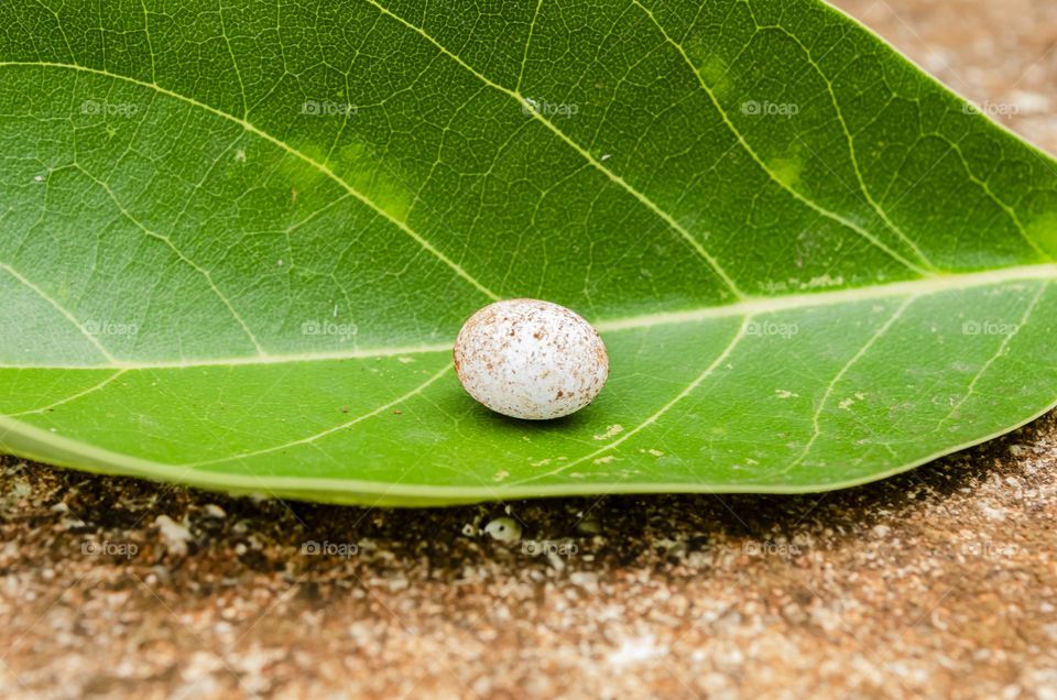 Lizard Egg On Avocado Leaf