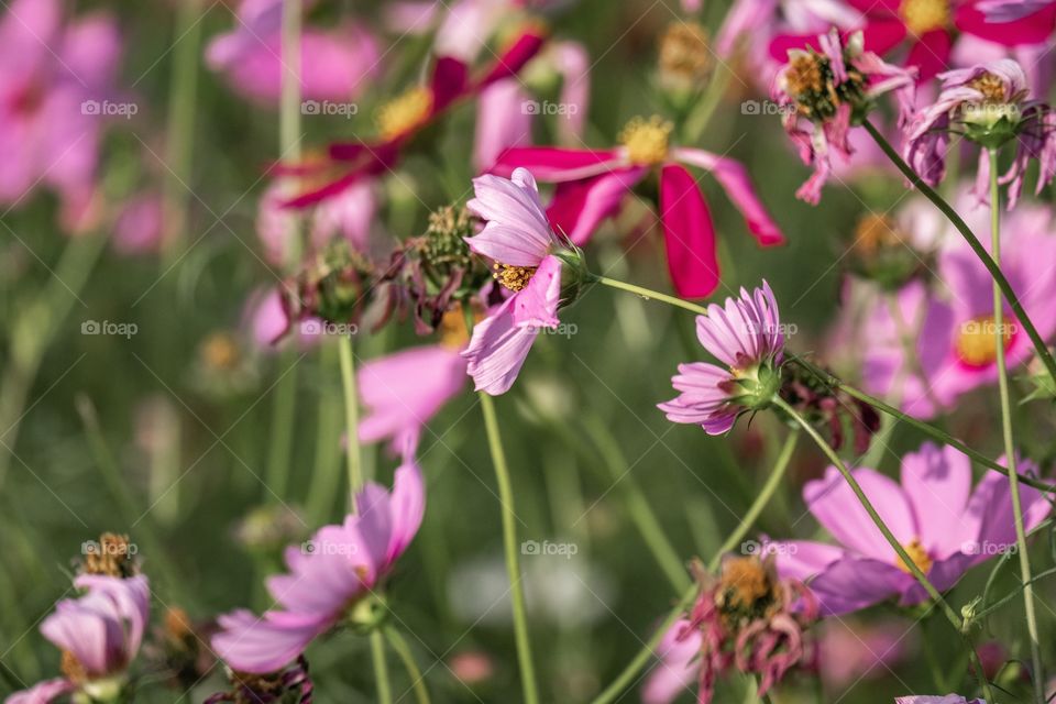 Beautiful pink field