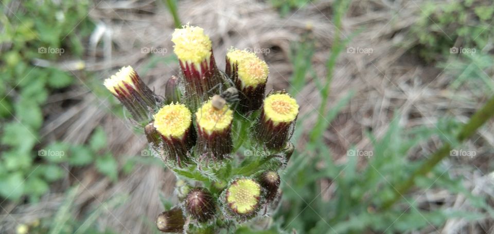 Crassocephalum crepidioides / Sintrong, a type of plant belonging to the Asteraceae tribe. This terna is commonly found wild as weeds by the roadside, in yard gardens, or on abandoned lands.