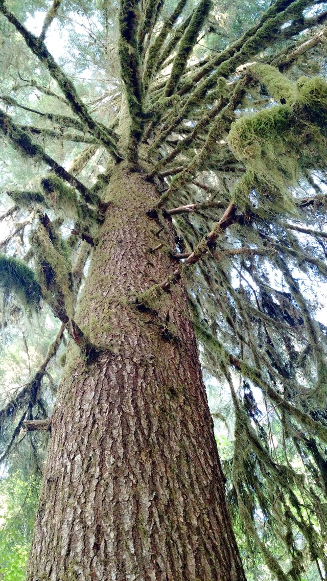 Olympic National Park. August 2015