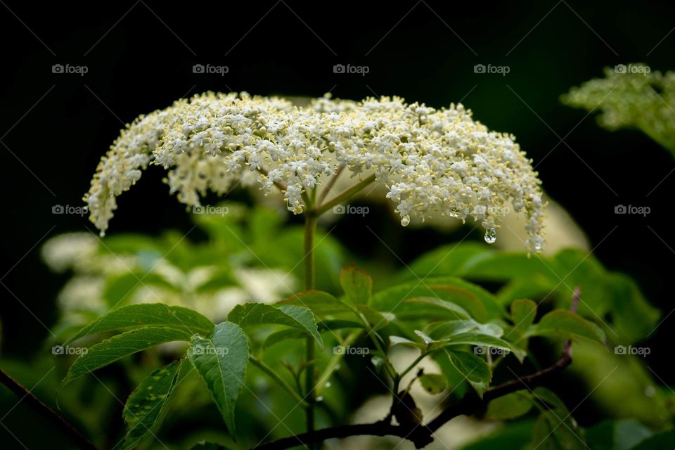 Black Elderberry blooms in the spring. 