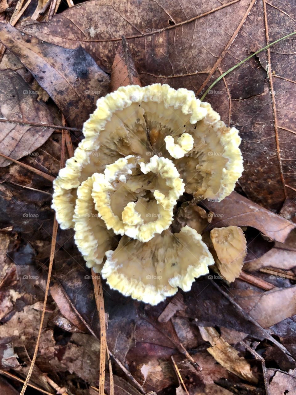 Overhead closeup of flower-like mushroom in woods 