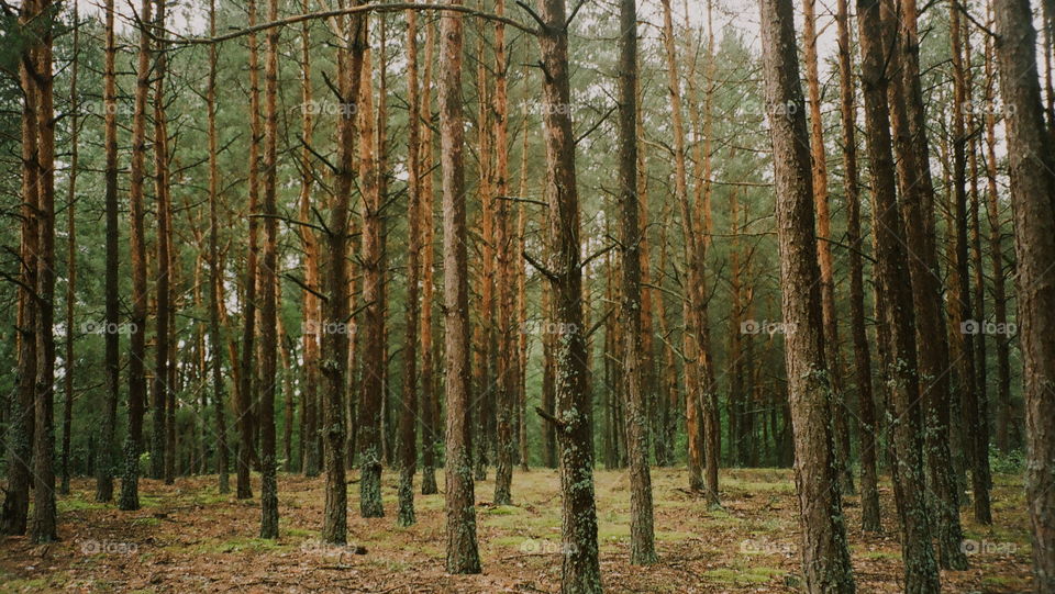 Ukrainian forests