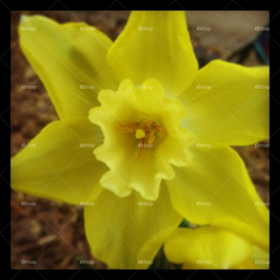 Daffodil in April
