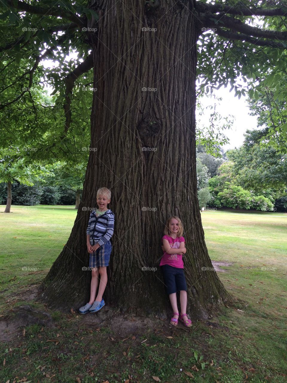 Ancient tree trunk, Petworth House, Sussex, England