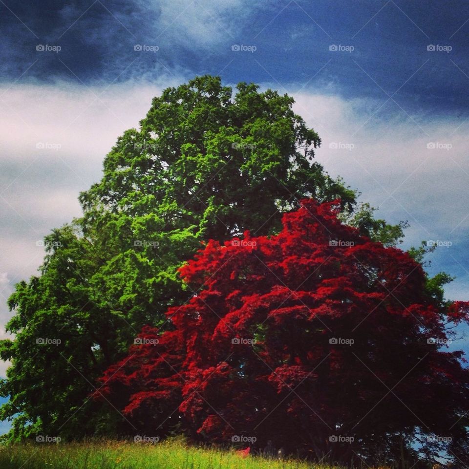 Red and green trees