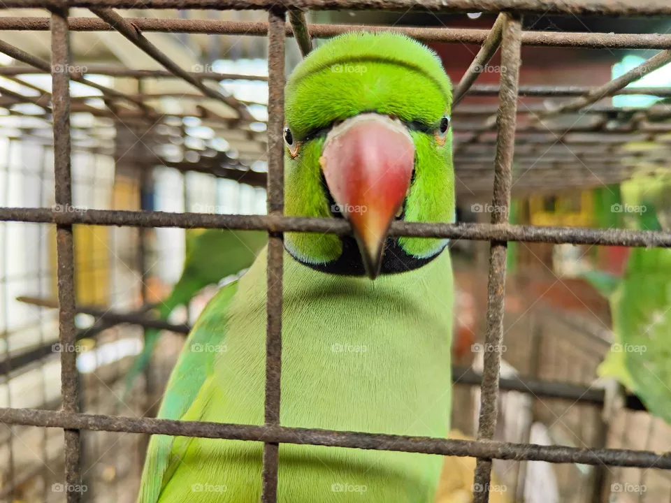 My pet