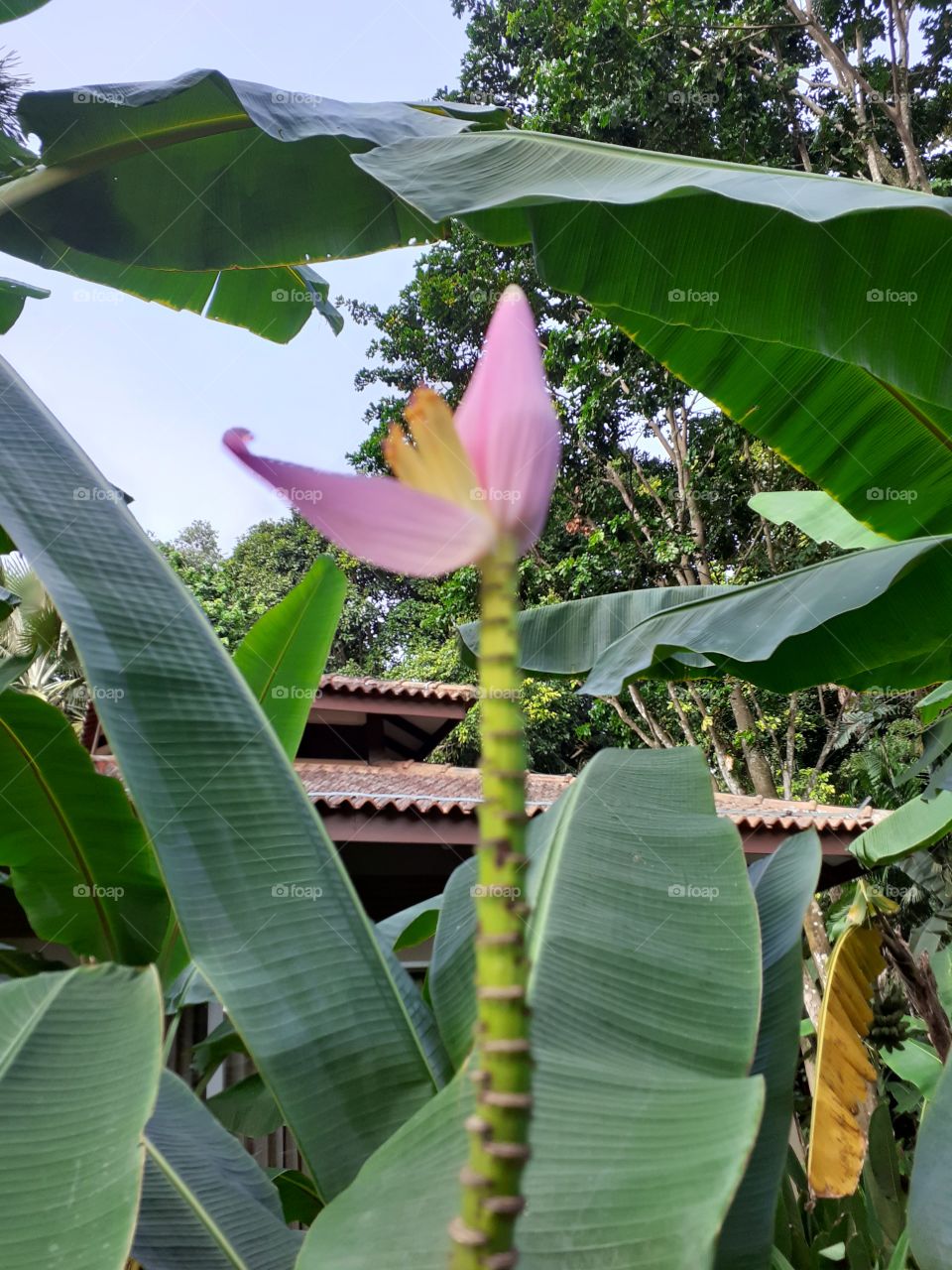 banana flowers