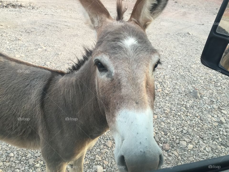 This wild burro walked straight up to our truck while driving through the desert. 