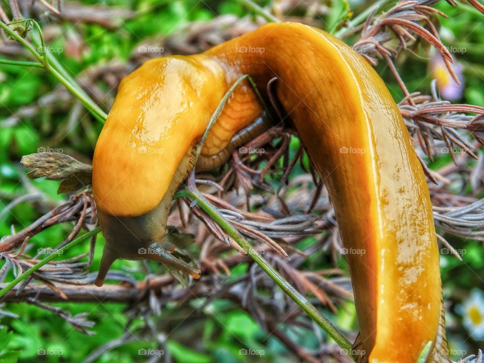 Banana Slug