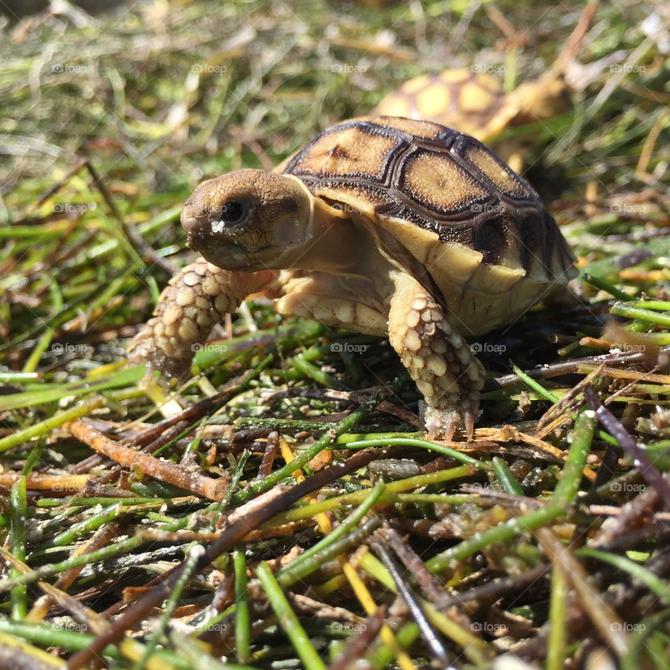 Sulcata tortoises in sunlight on sea grass 