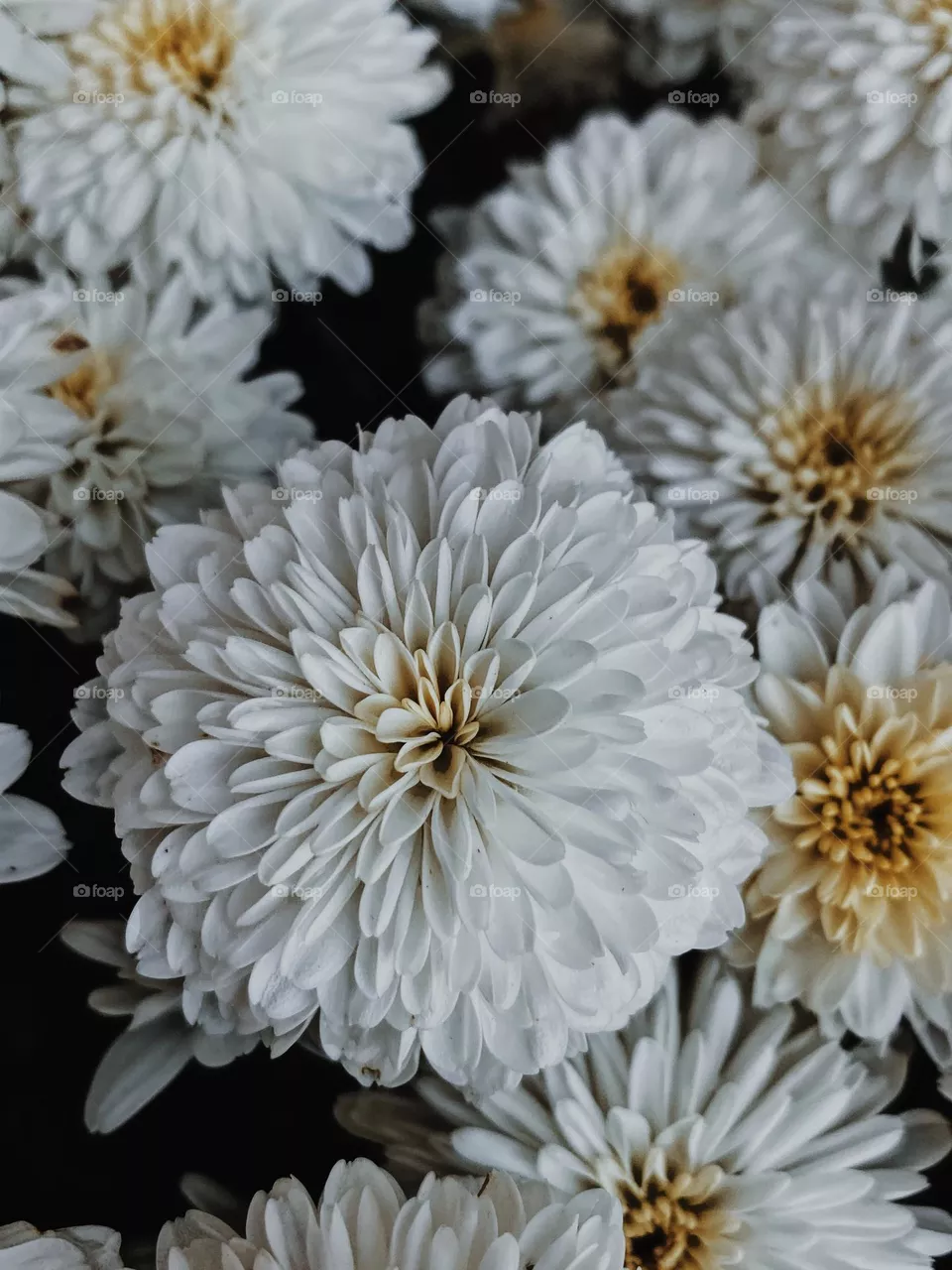 Pretty chrysanthemums