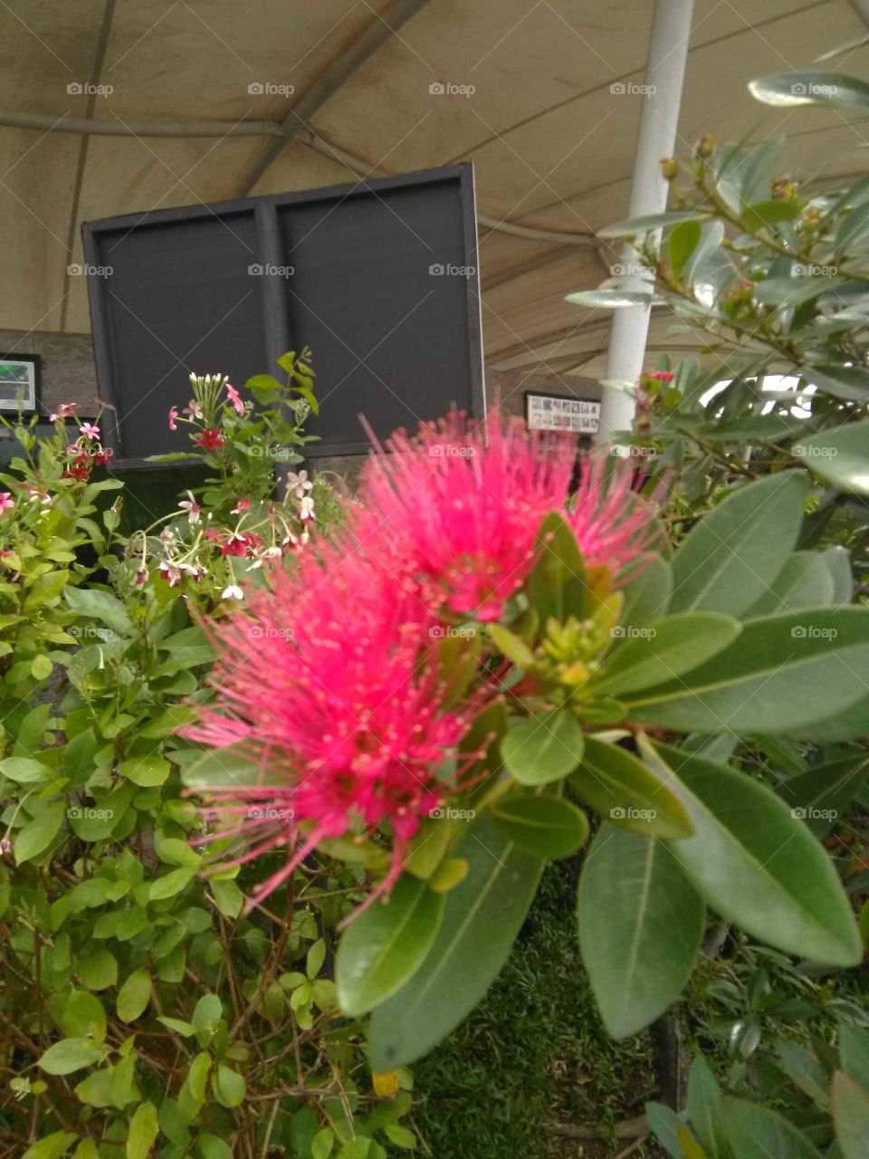 red colour flowers