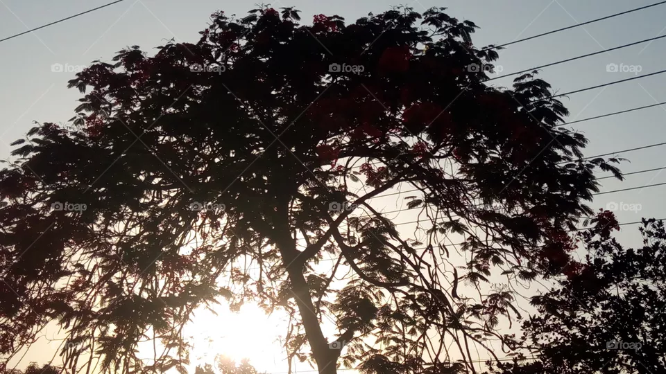 tree