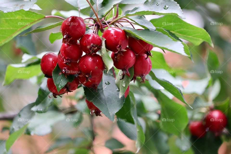 Cluster wild red chokecherries after the rain 