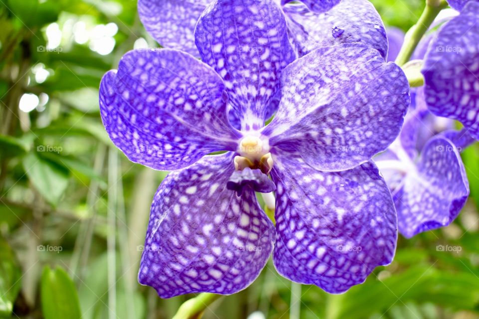 Orchid at Hawai’i Tropical Botanical Gardens