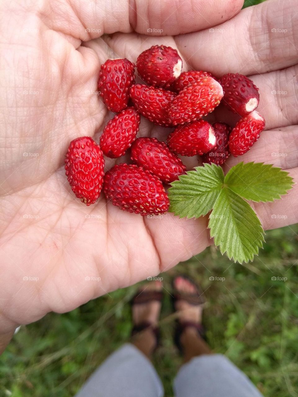 wild strawberry in the hand love earth