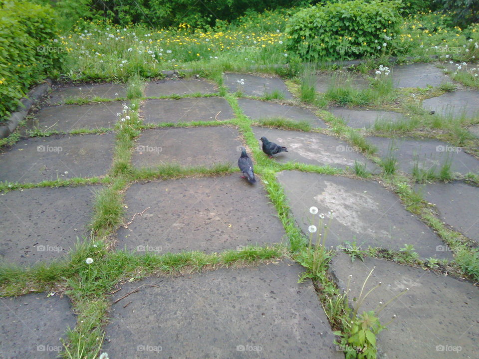 Pigeons on pavement