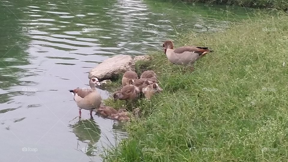 Ducks with baby's