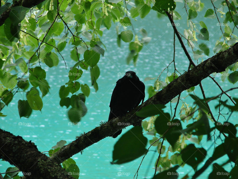 A crow in the shade