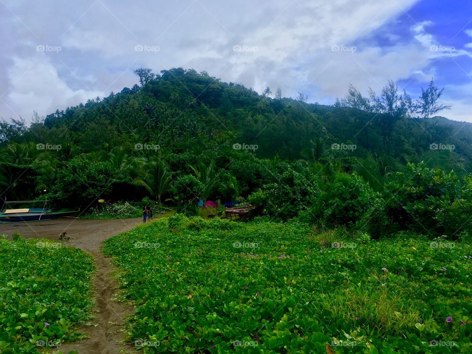 A mountain path surrounded by lots of plant life