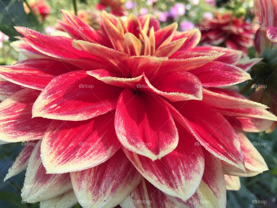 Close-up of dahlia flower