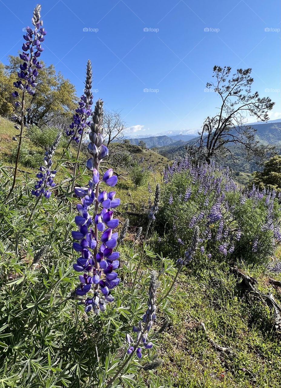 California Lupines