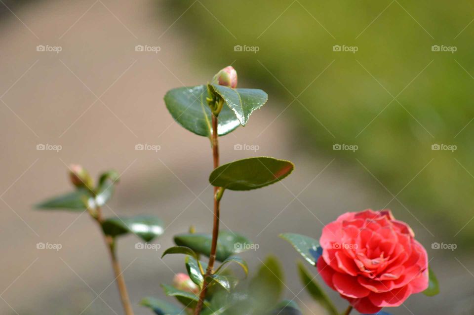 beautiful rose