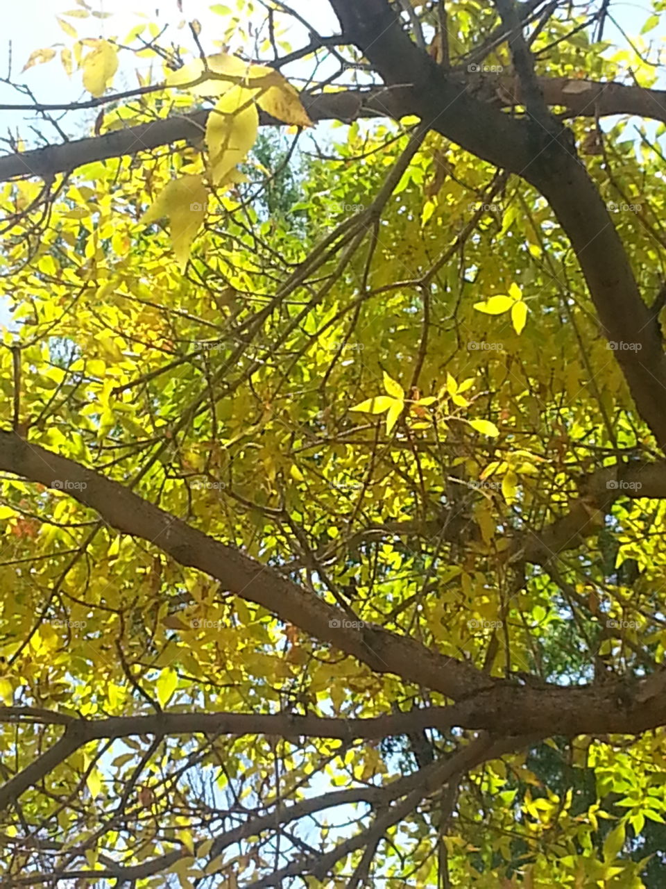 Branches of Yellow