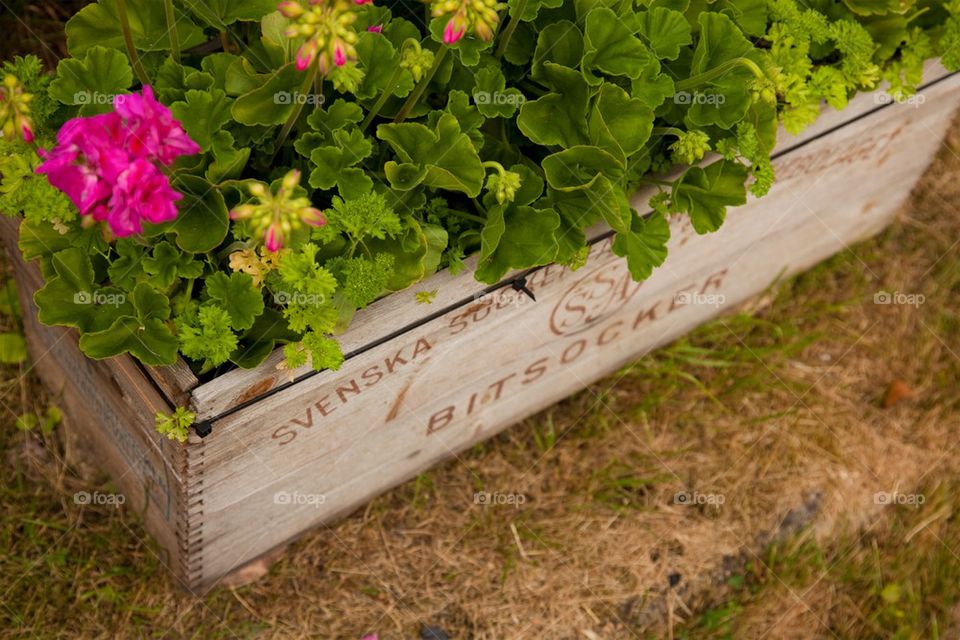 Flowers in old wooden box