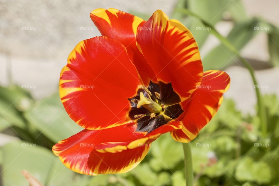 Beautiful red and yellow tulip in the garden