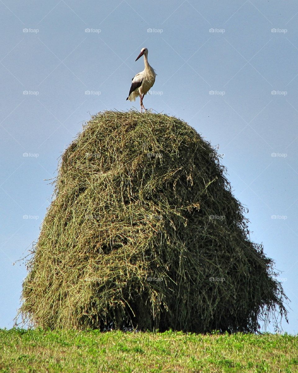 stork on the hay bark