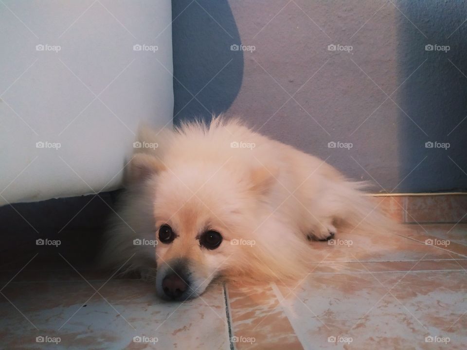 perro con rayo de sol